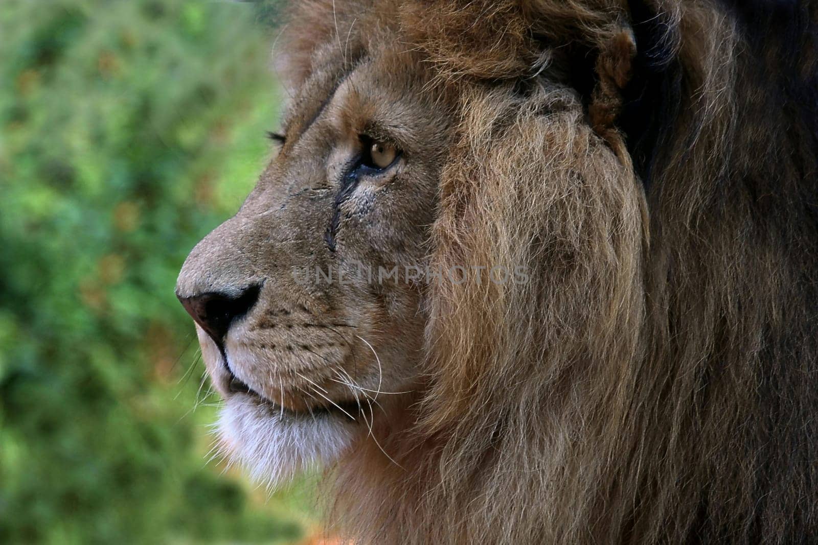 LoewenPortrait