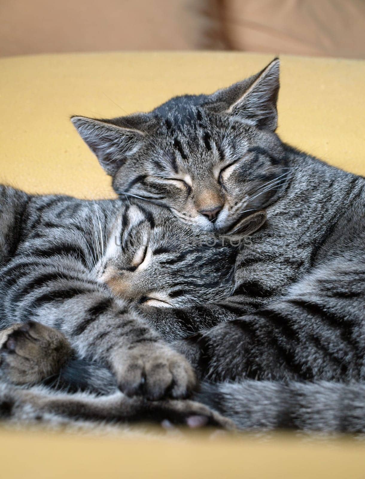 Cat cuddling