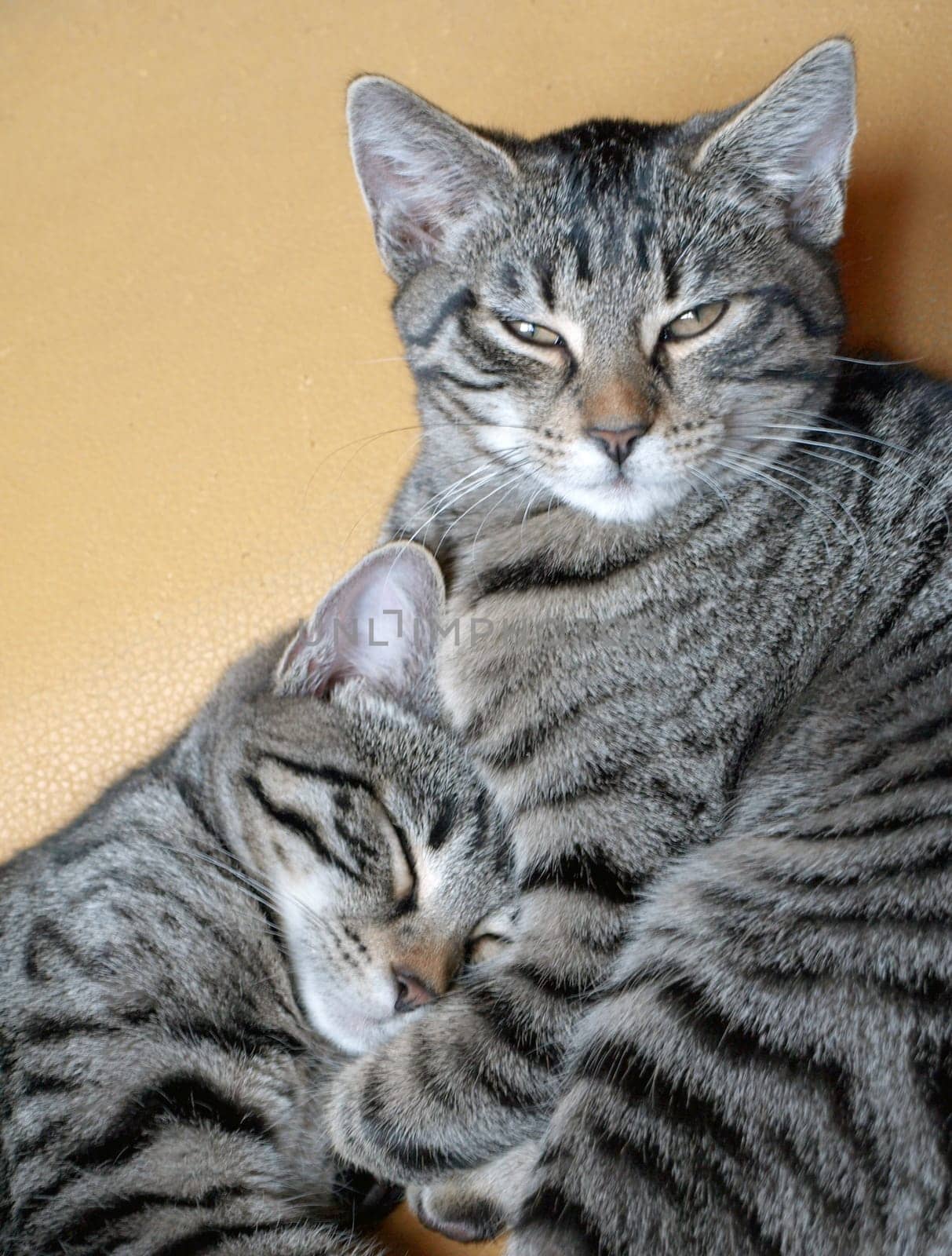 Cat cuddling