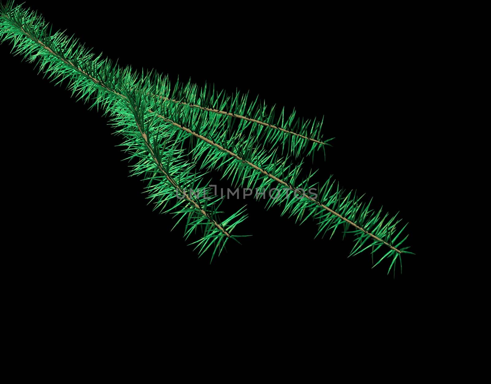 Fir branch