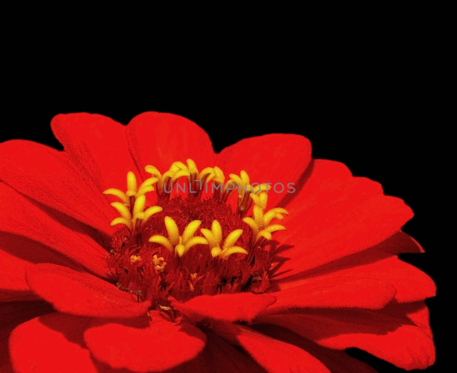 Zinnia peruviana