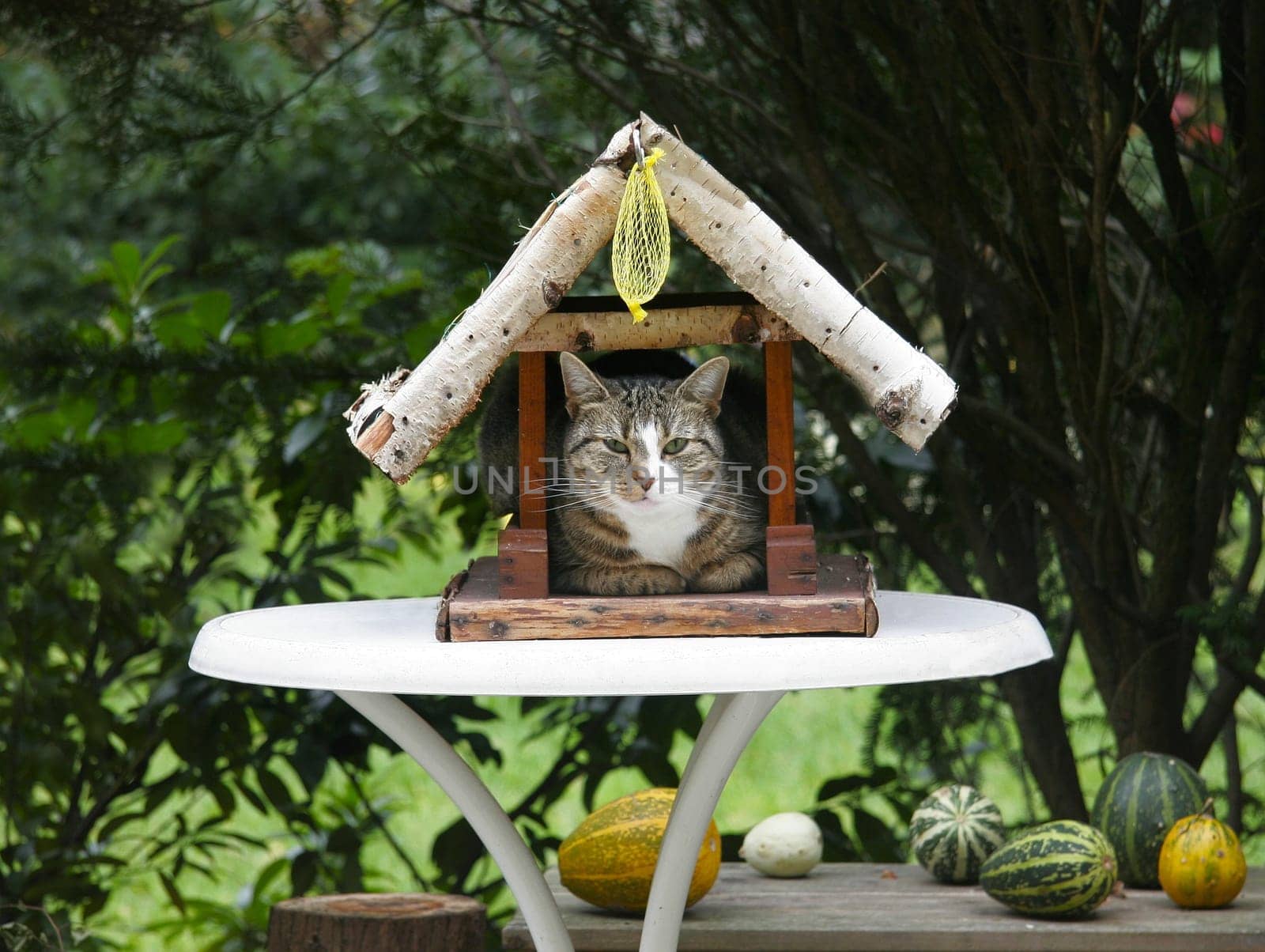 Master of the house