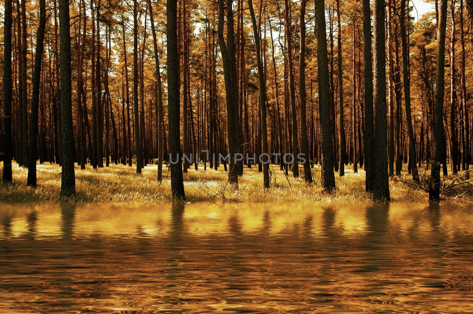 forest without cake without mushrooms without gras without aegeria