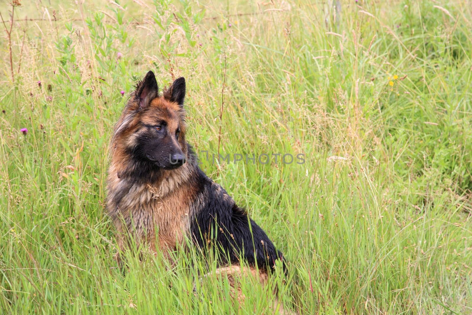 German shepherd