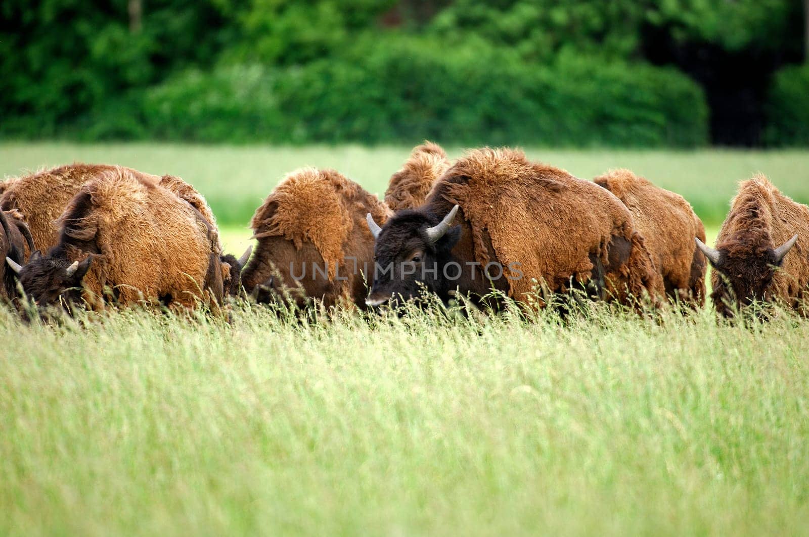 Bison herd on migration