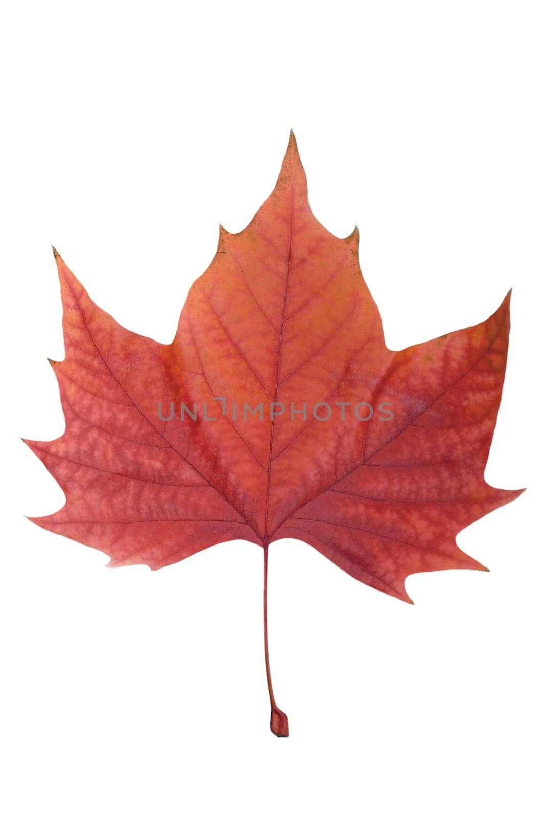 Leaf