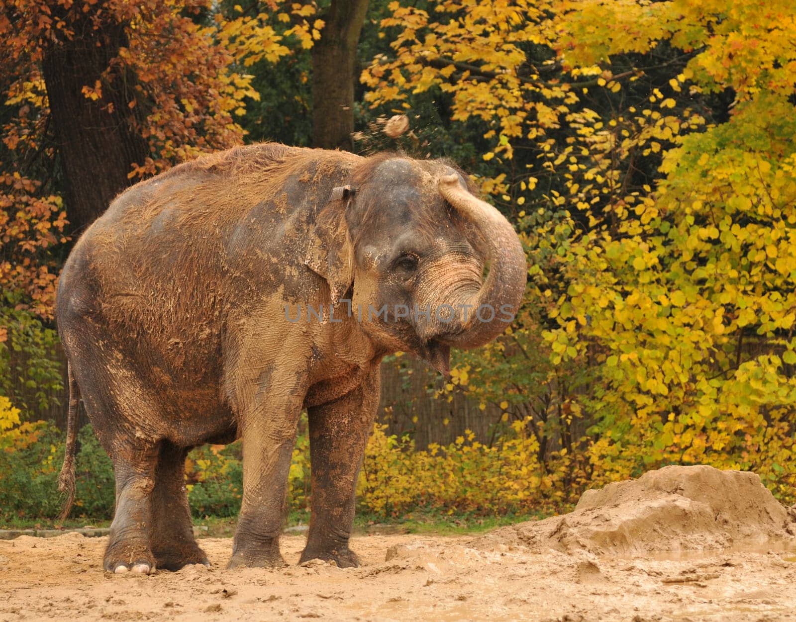 This Asian elephant had a lot of fun grooming!