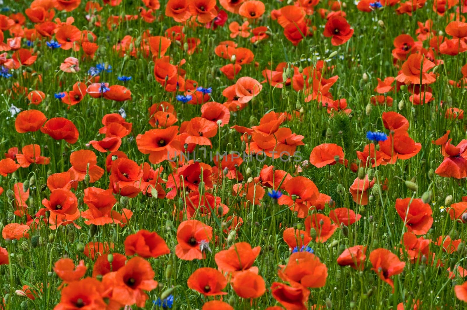 Poppy meadow