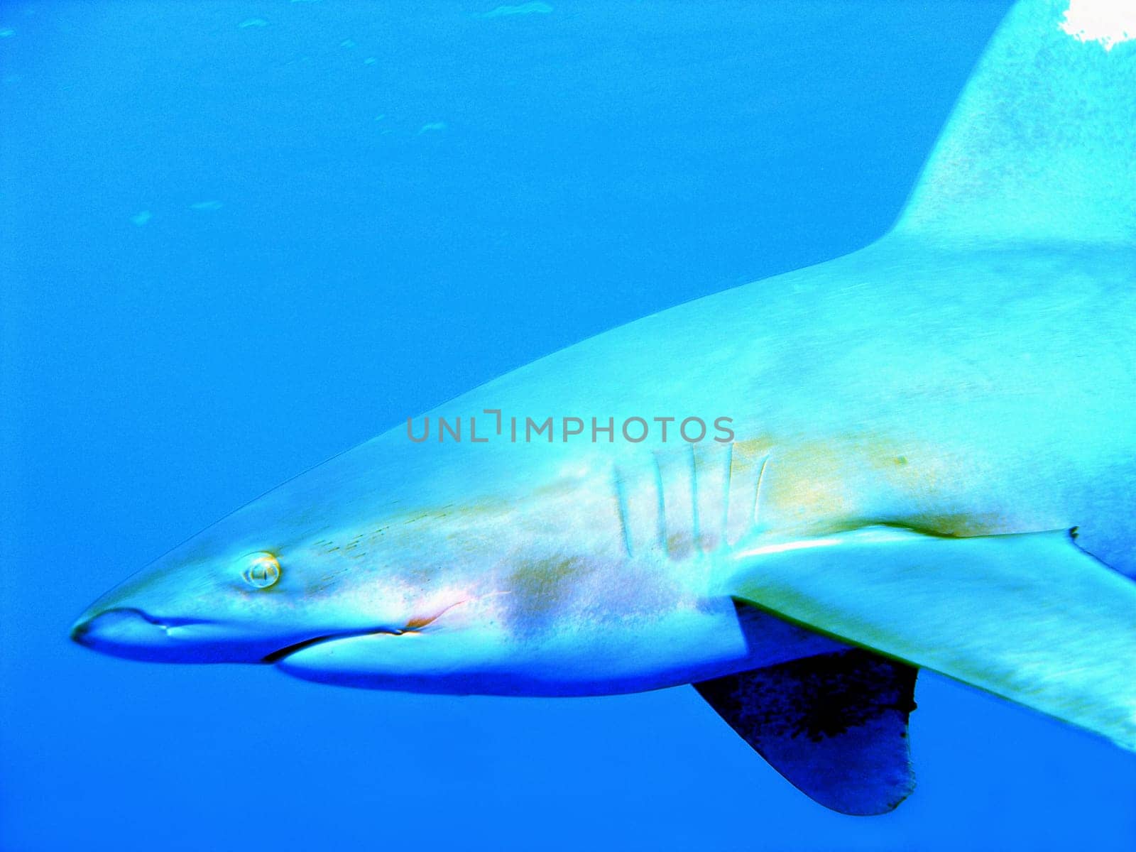 The oceanic whitetip shark can be caught in Egypt in the southern Red Sea. This photo was also taken there.