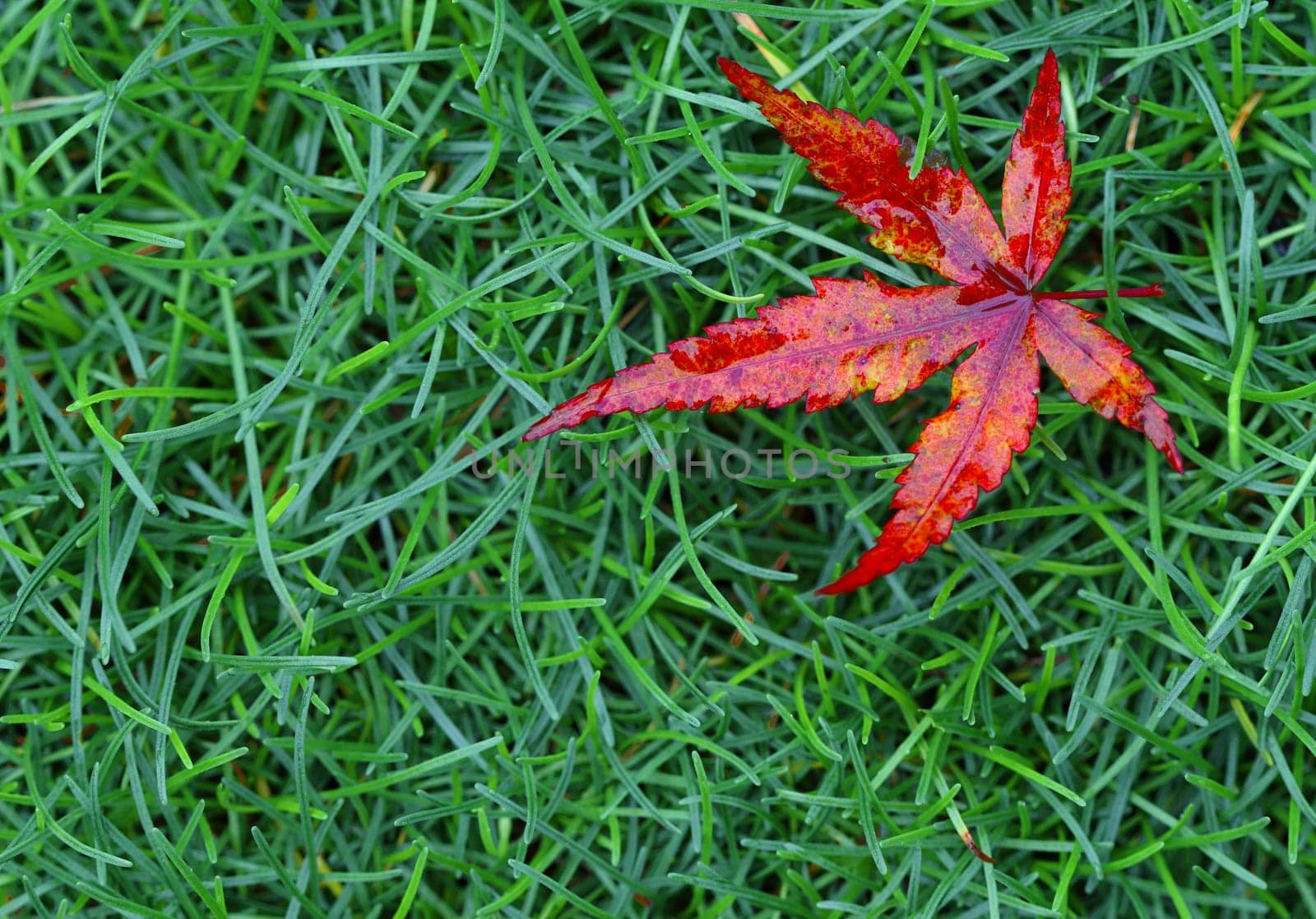 red fall leaf