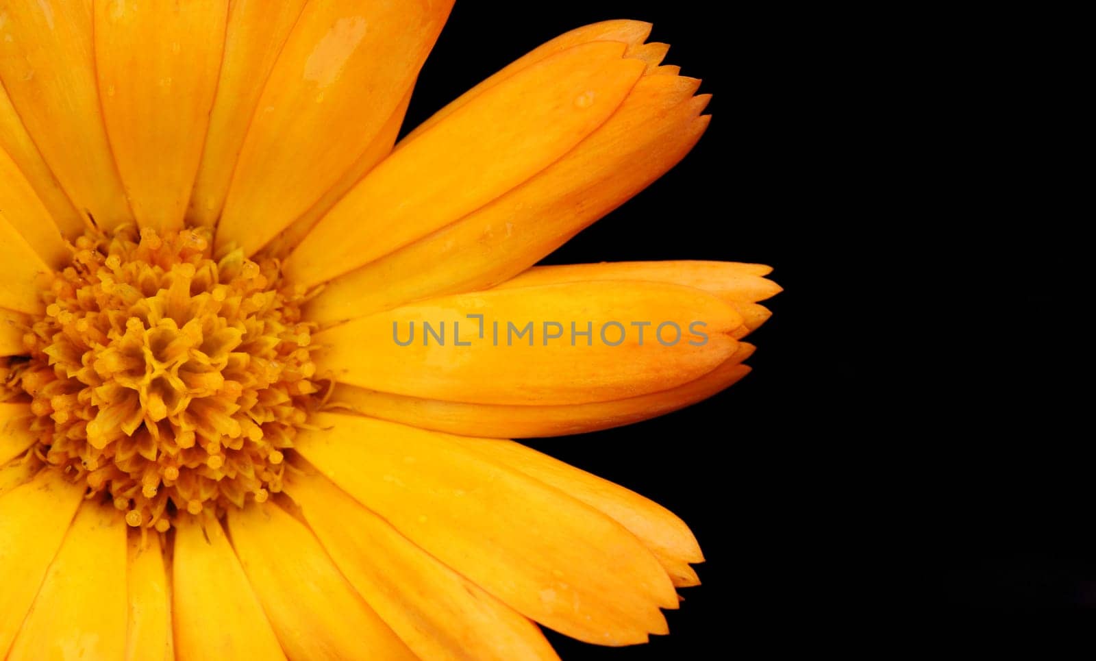orange flower closeup