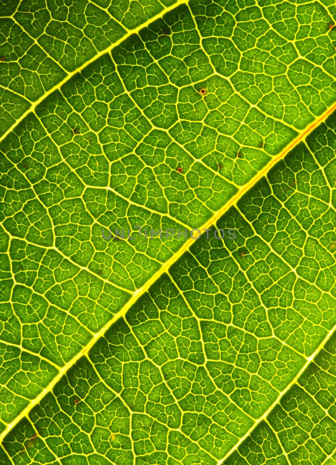 green leaf background