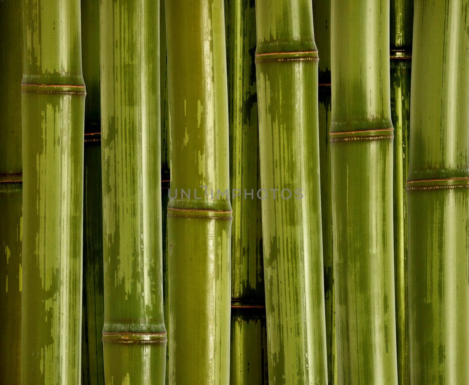 fine bamboo background