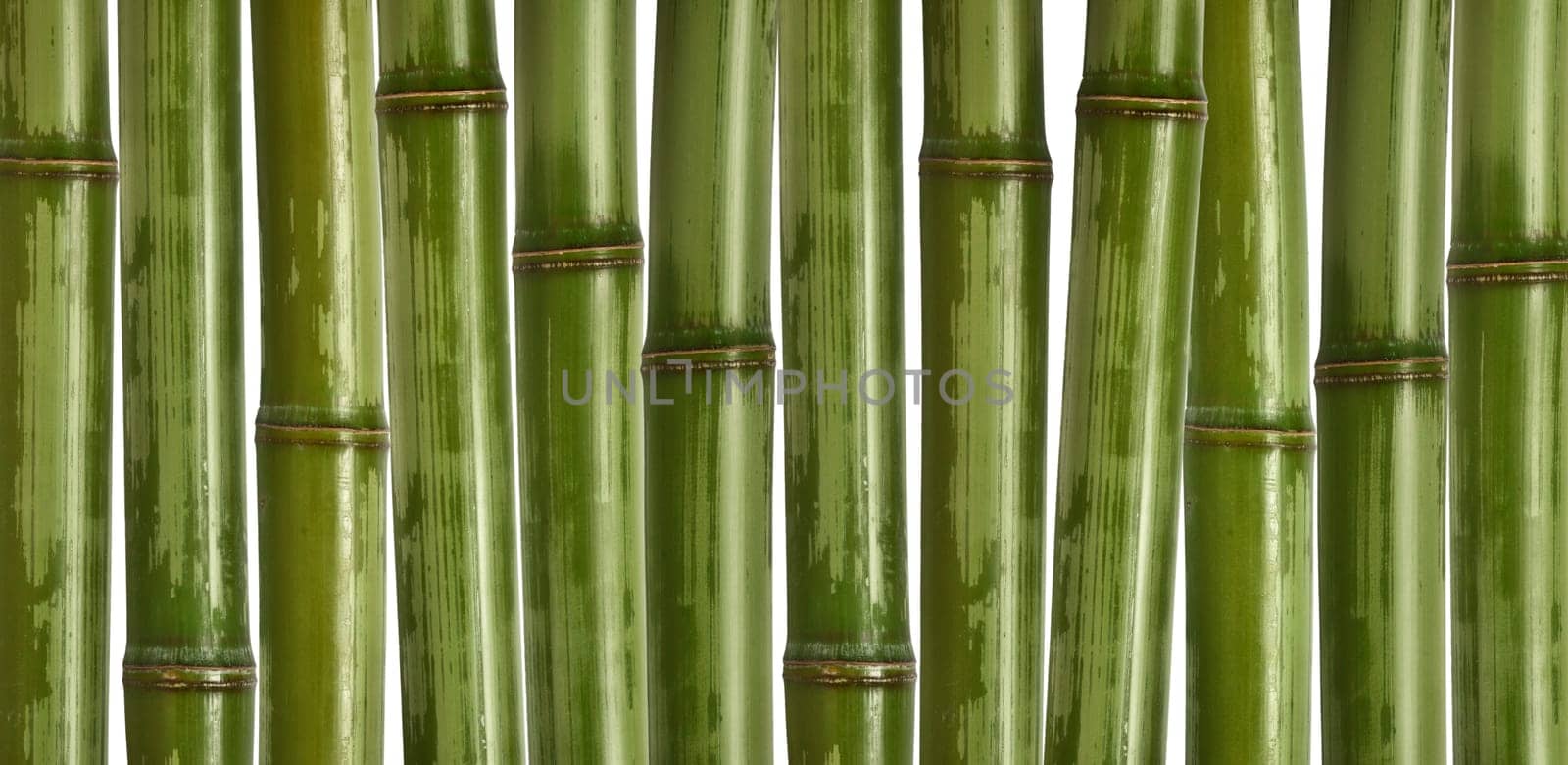 fine image of different bamboo, nature background
