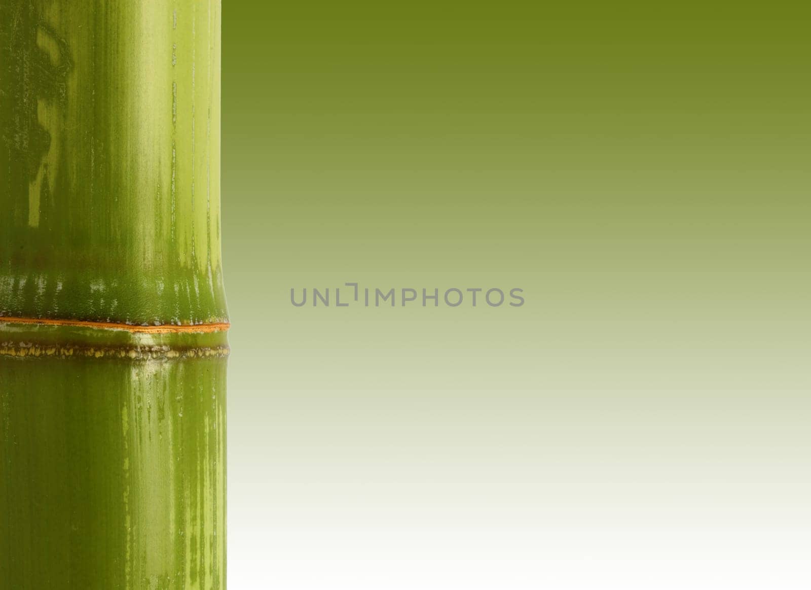 bamboo background