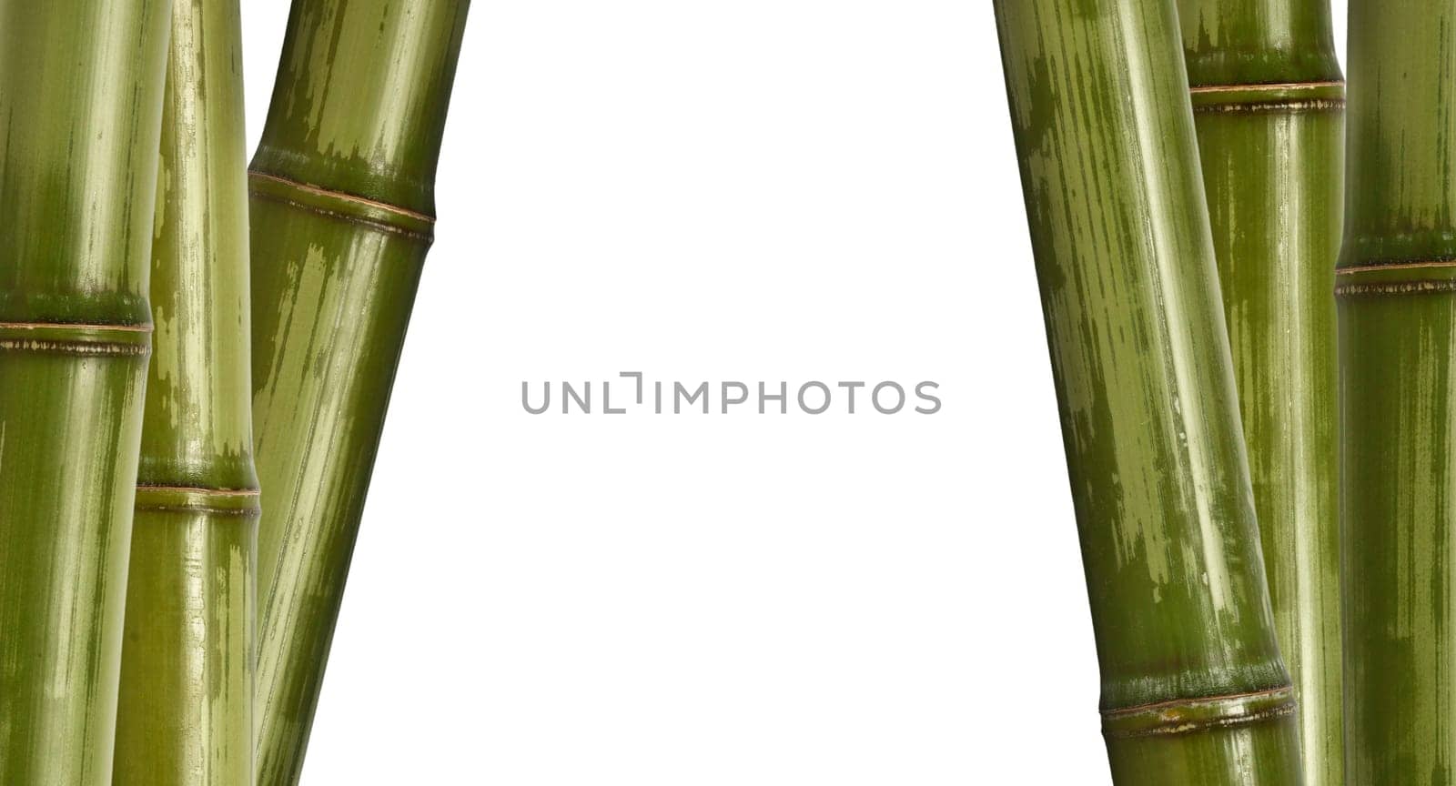 bamboo background isolated on white