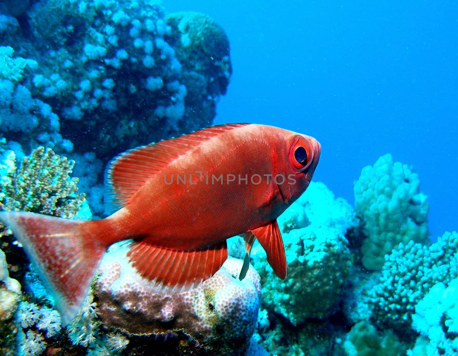 In the Red Sea