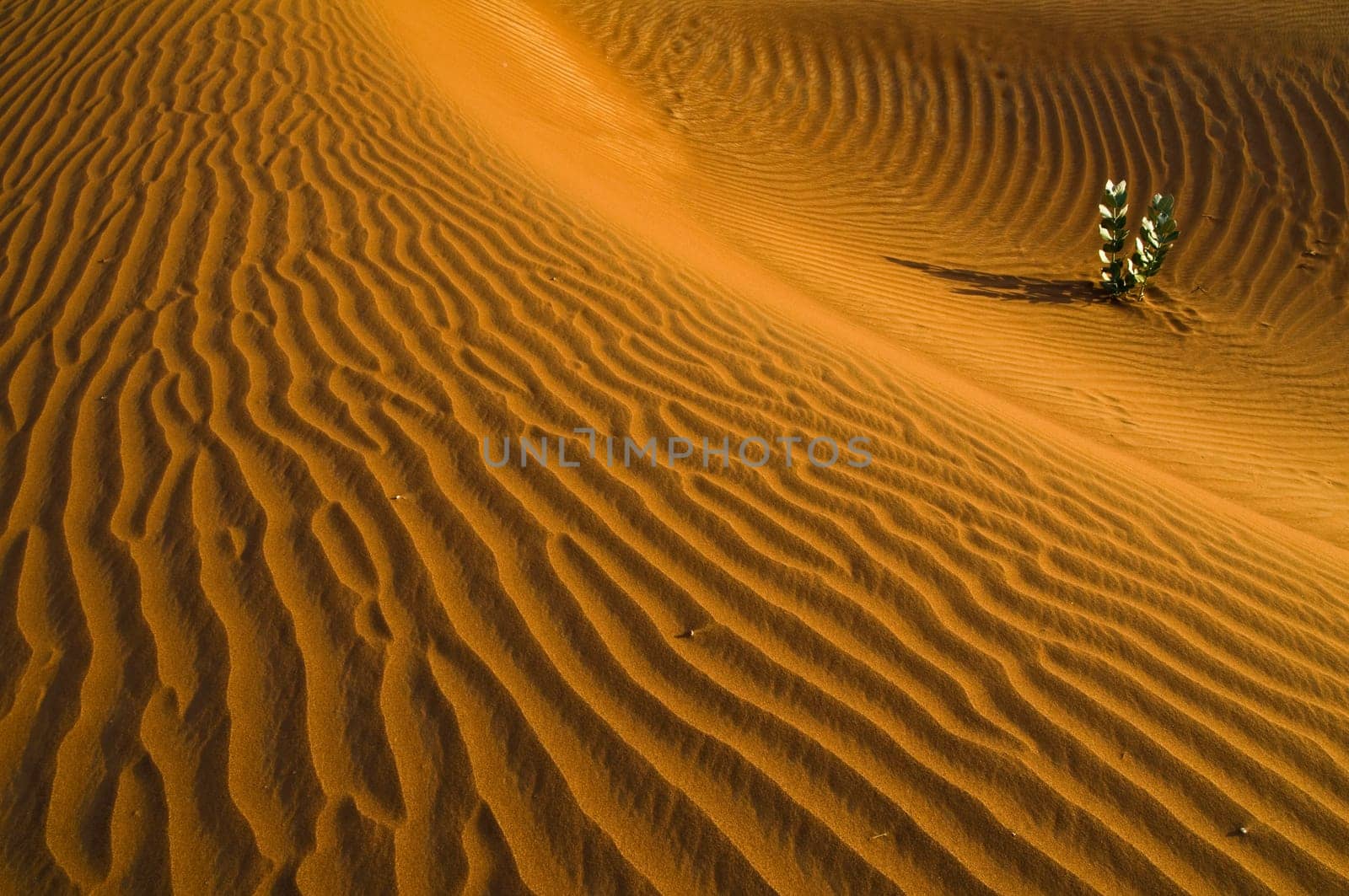 Desert 2