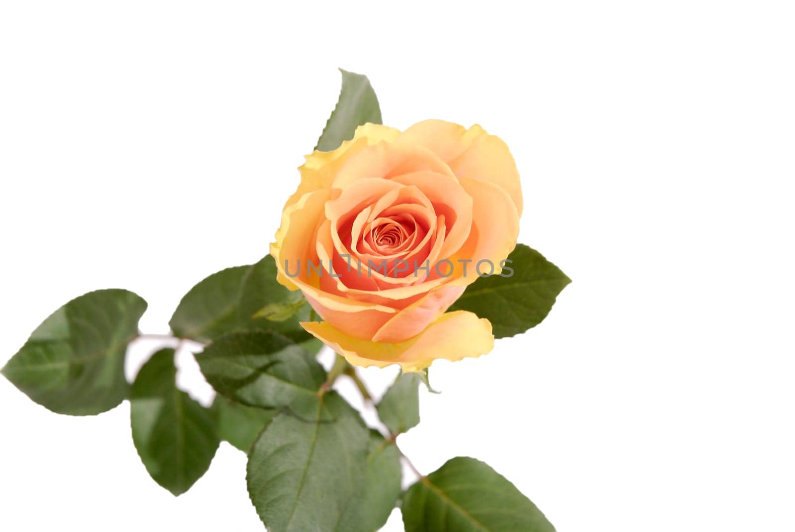 rose without hip without rosehip