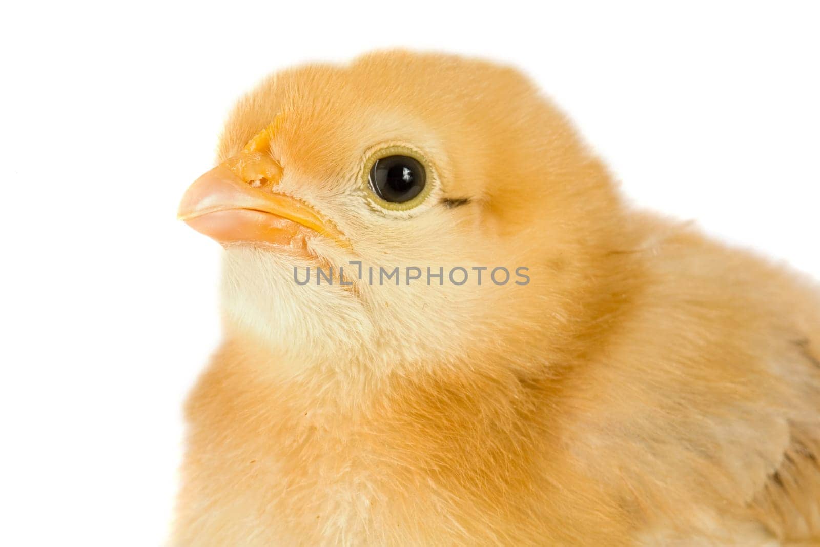 Yellow little chicken