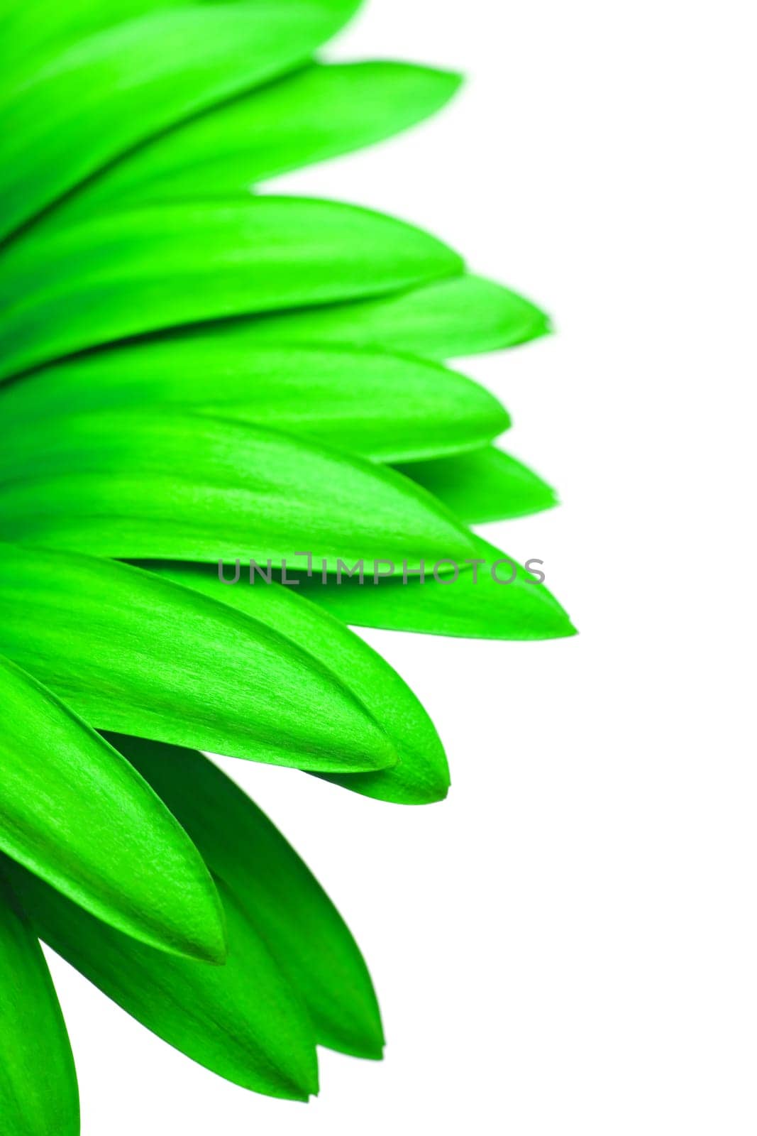 green daisy isolated on white