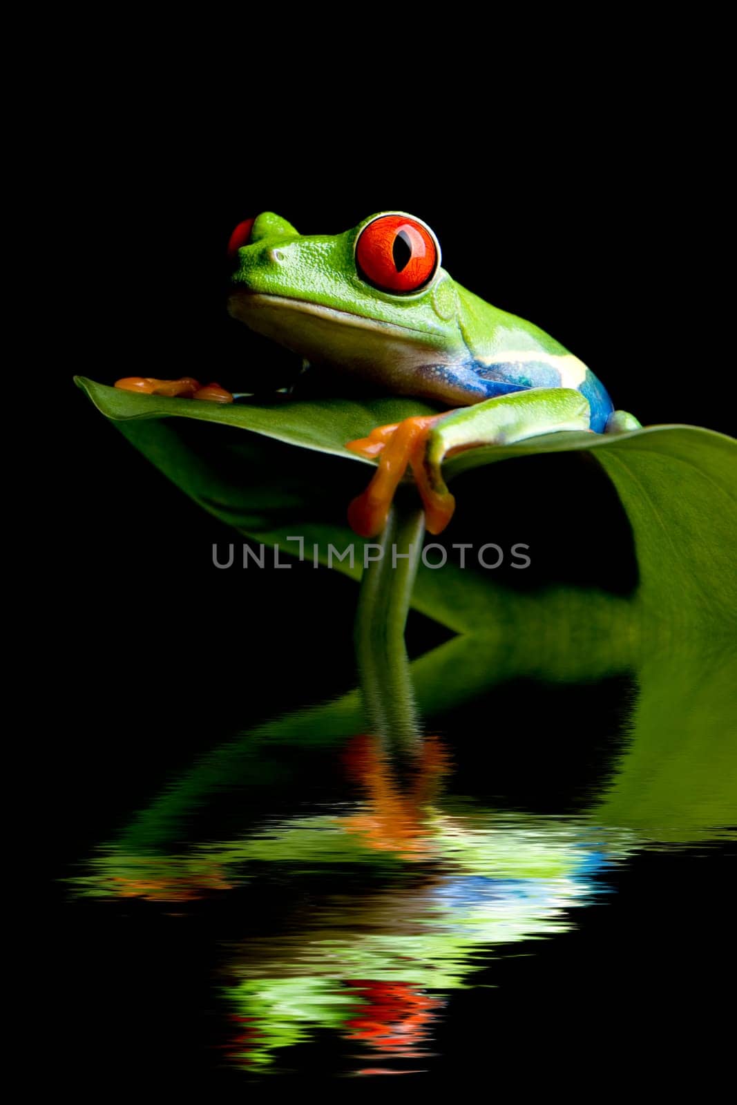 frog on a leaf isolated black