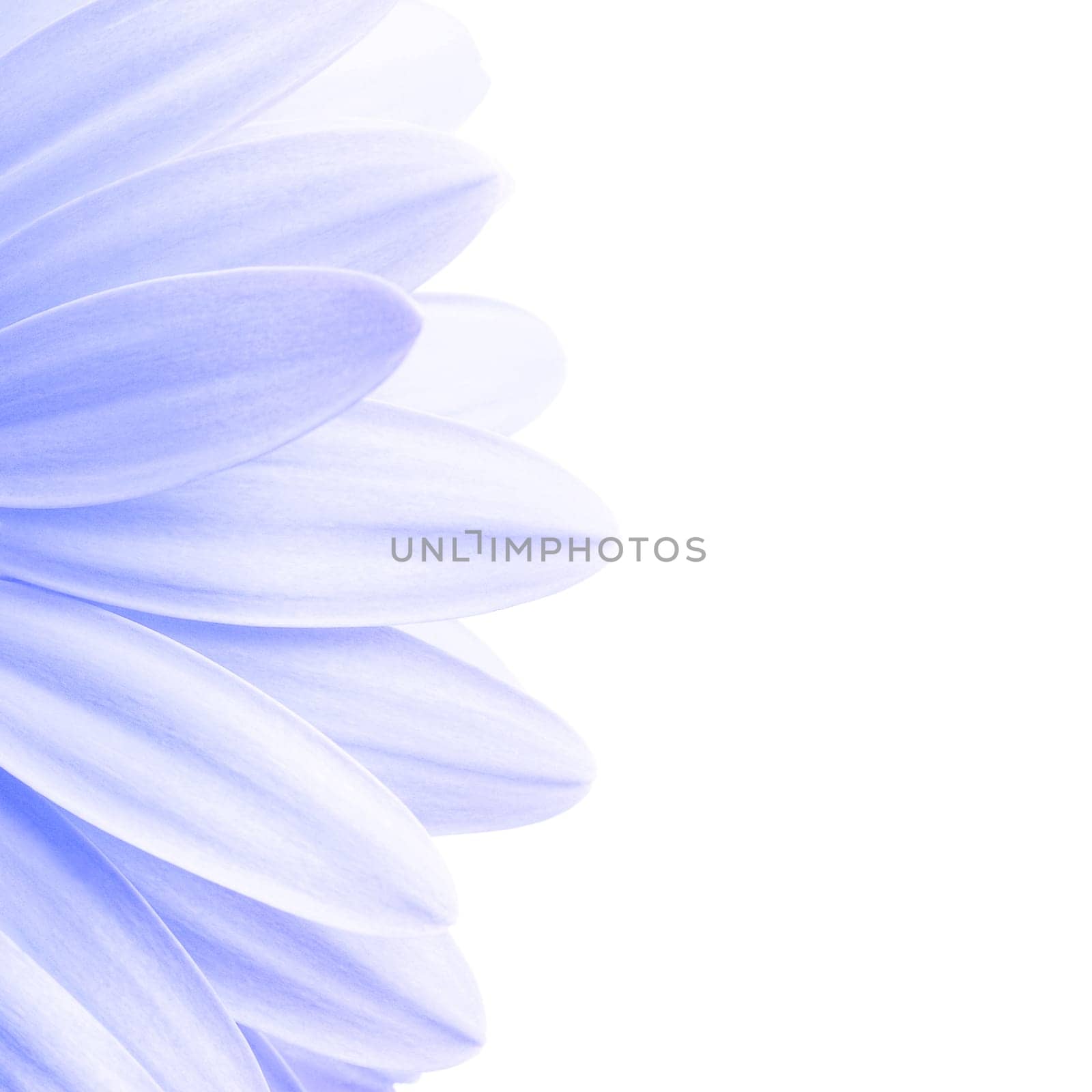 lavender petals highkey isolated