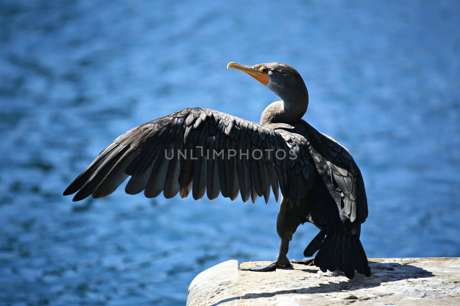 cormorant with extended wing