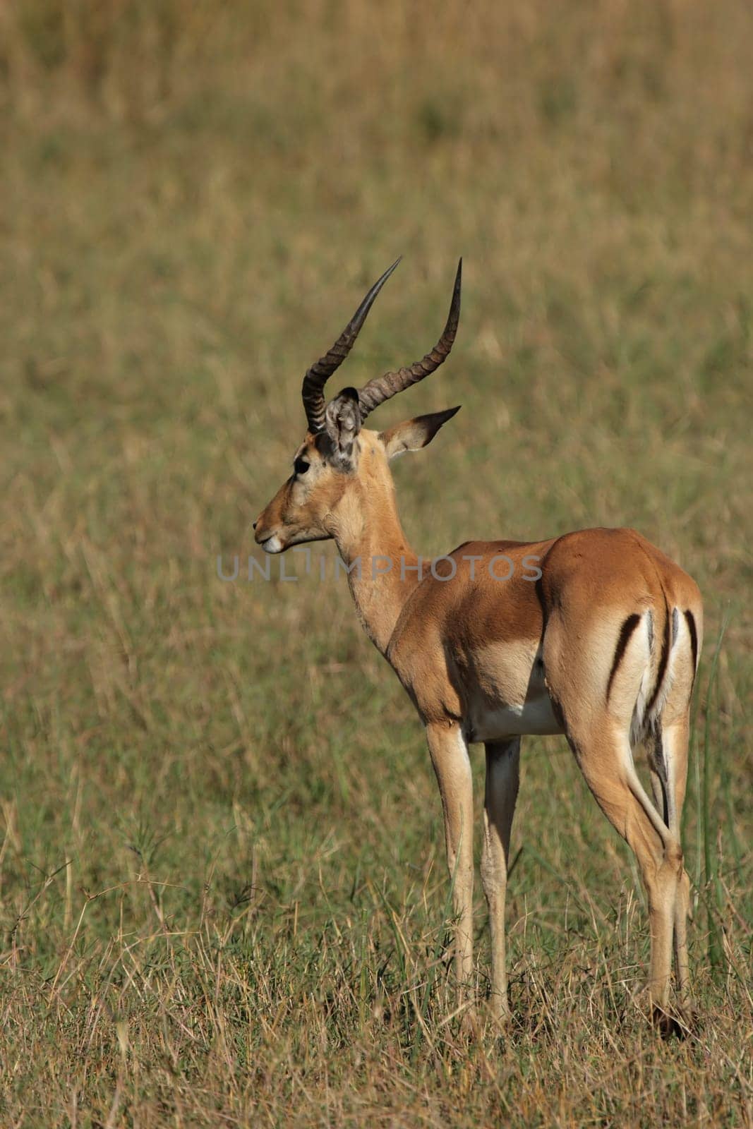 Impala (Aepyceros melampus) in the Okavango Delta,Botswana