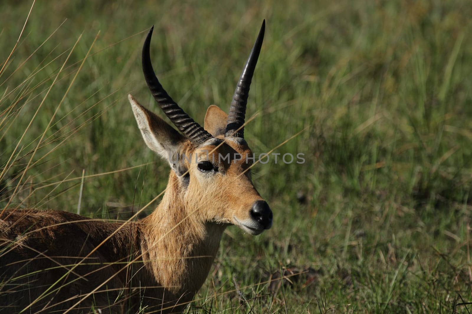 Portrait of a Red Lechwe (Kobus leche leche) in the Okavango Delta,Botswana