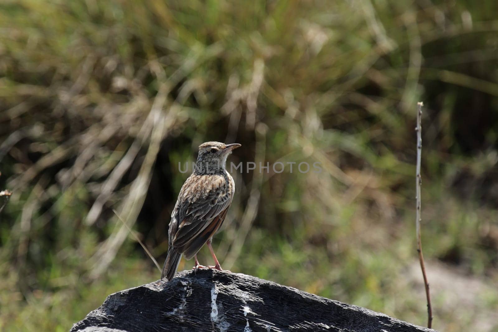 Red-necked lark (Mirafra africana) in the Okavango Delta,Botswana