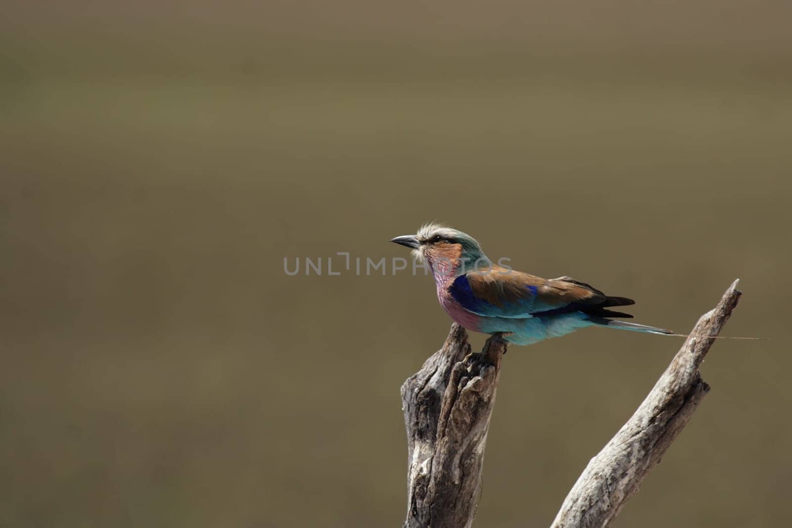 Roller (Coracias caudata) in the Okavango Delta,Botswana