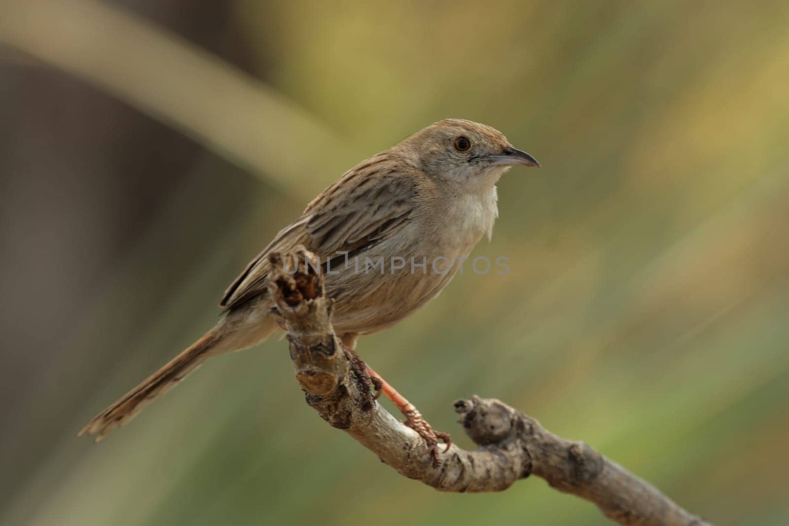 Steppe lark (Mirafra africanoides) in the Okavango Delta,Botswana