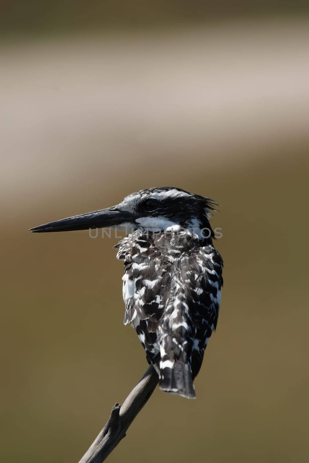 Greyfisher (Ceryle rudis) in the Okavango Delta,Botswana