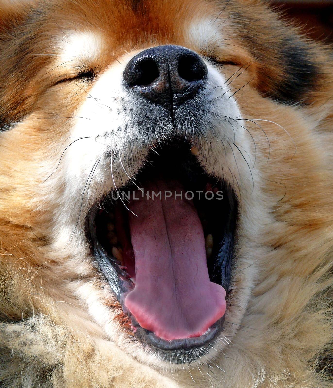 Dog-tired