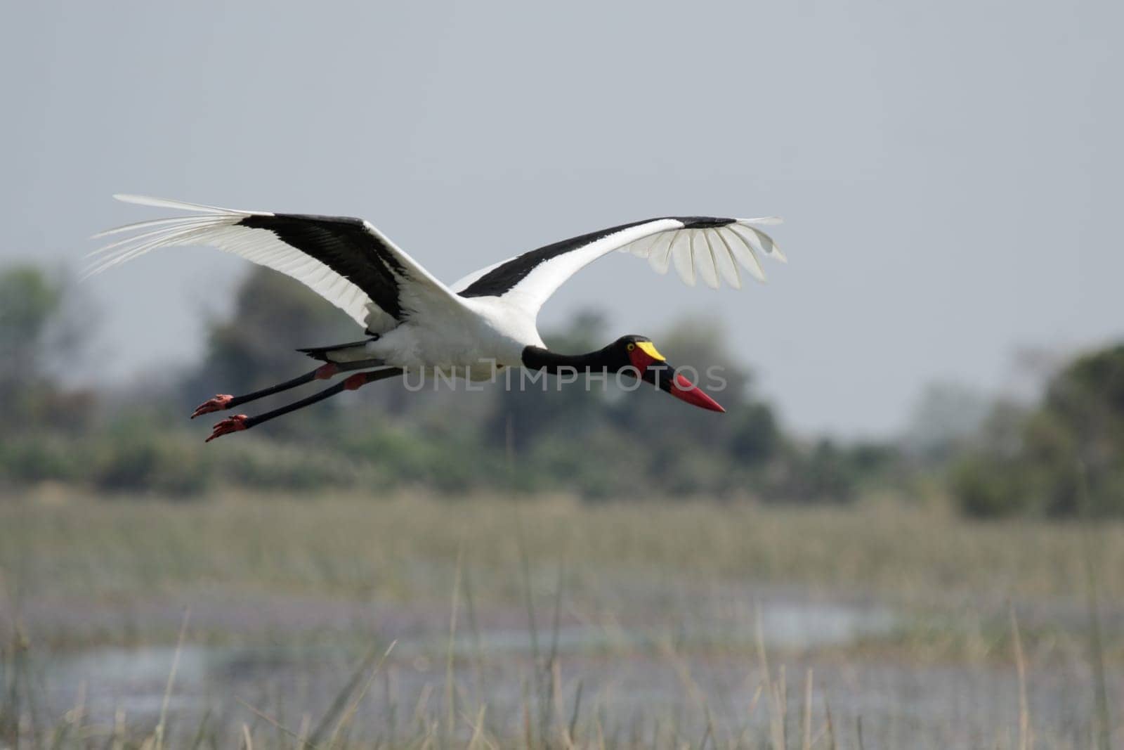 Saddle stork (Ephippiorhynchus senegalensis) in flight over the Okavango Delta,Bo