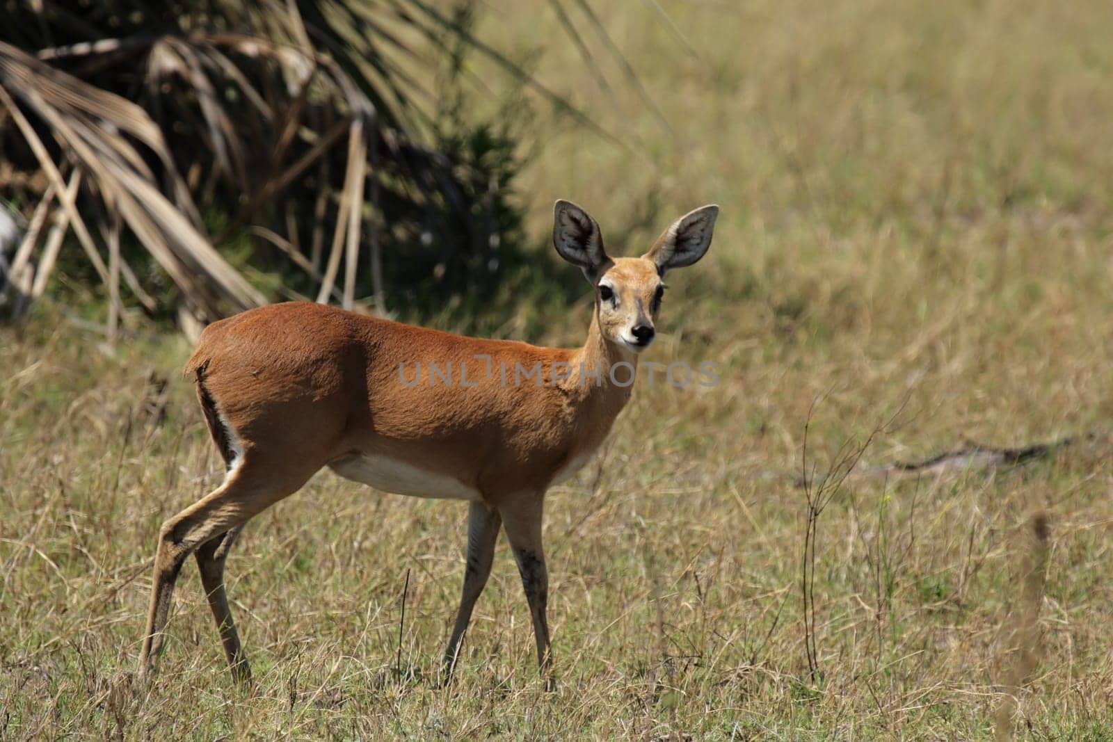 Ibex (Raphicerus campestris) in the Okavango Delta,Botswana