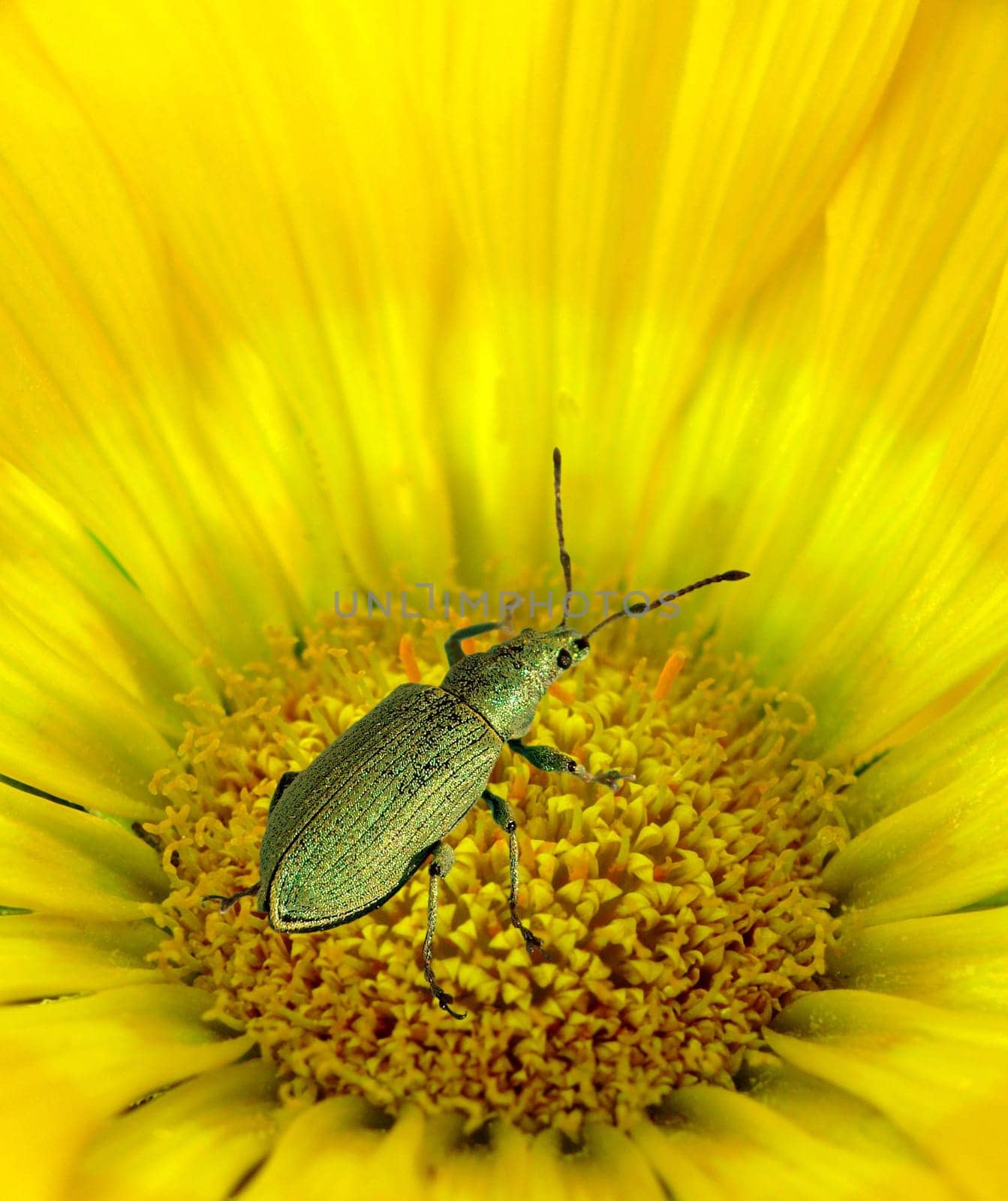 Green weevil (Phyllobius) on midday gold (Gazania)