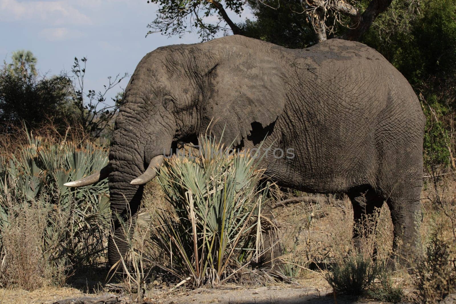 Elephant (Loxodonta africana) in the Okavango Delta,Botswana