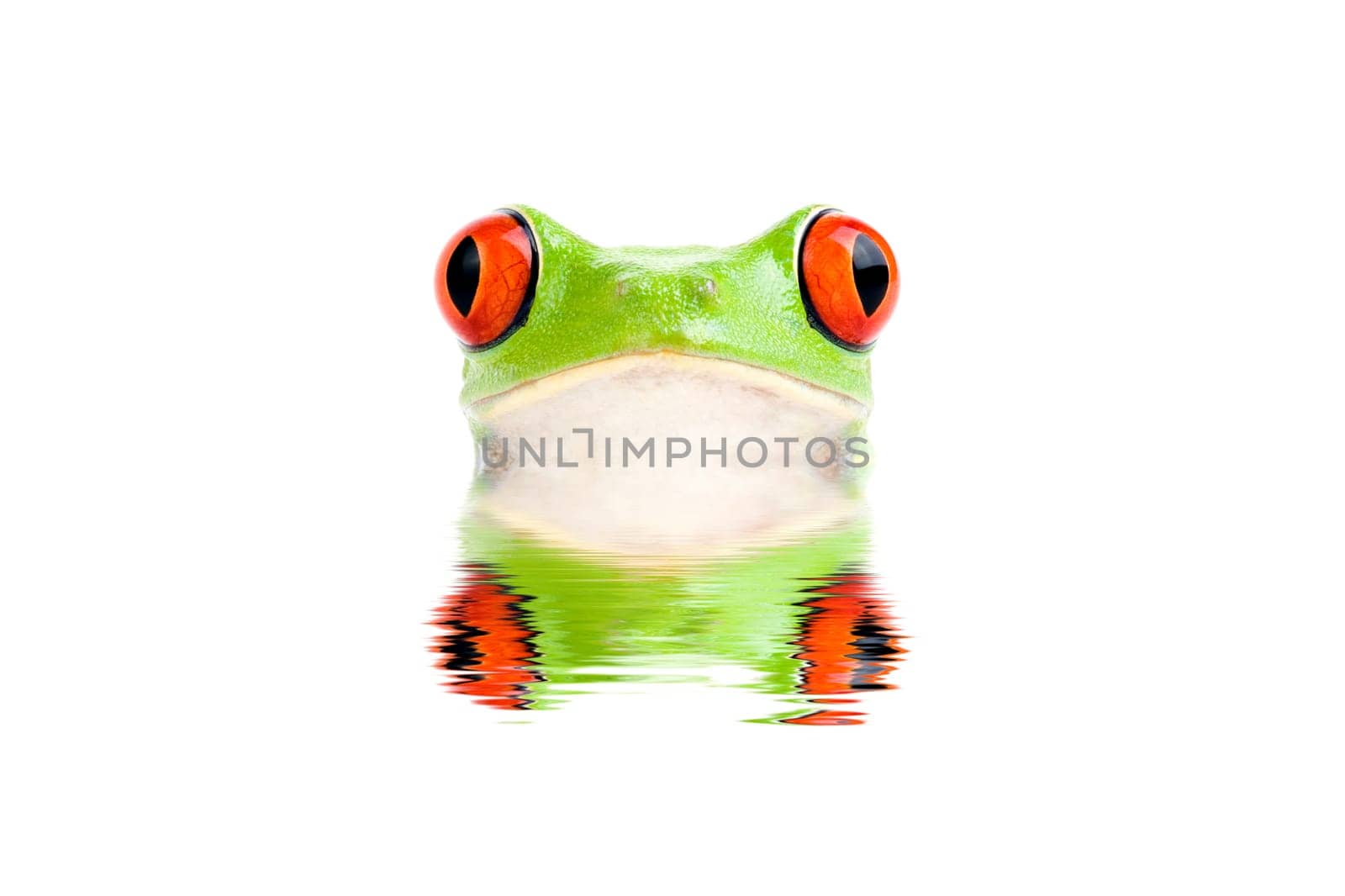 frog peeking out of water isolated