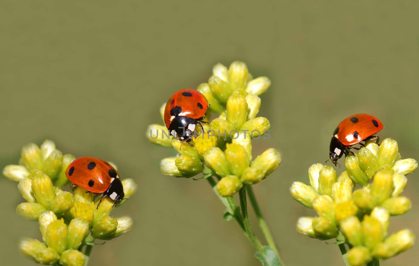 Three Ladybugs