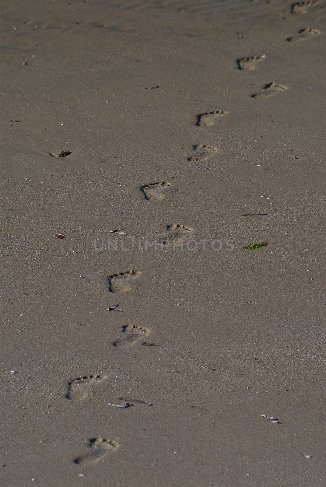 Traces
