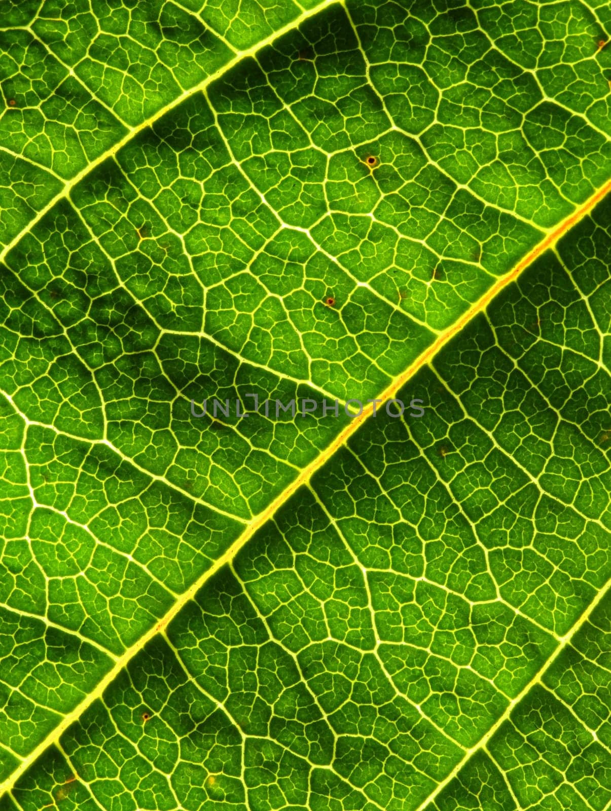 green leaf background