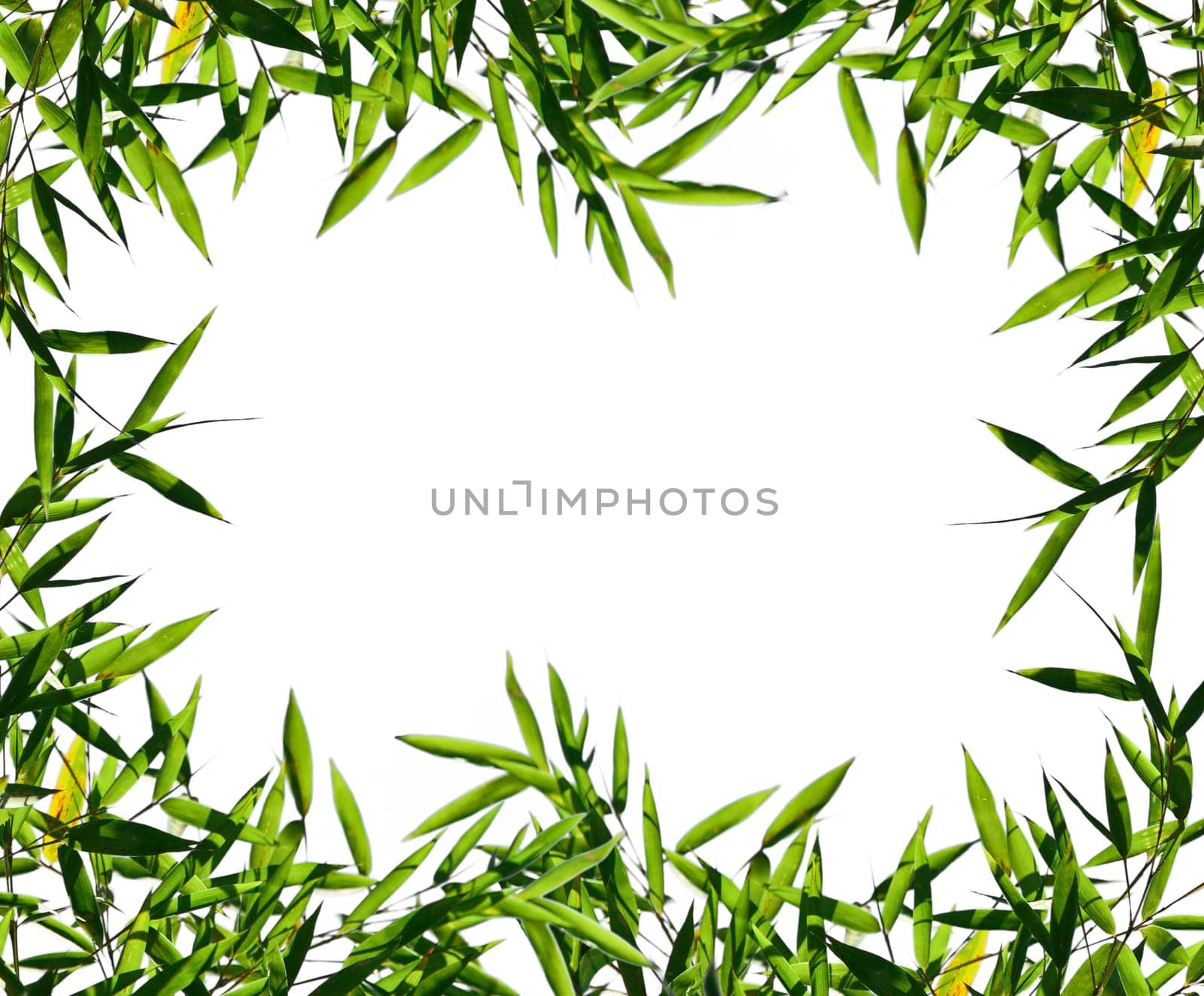 bamboo leaf  isolated on white