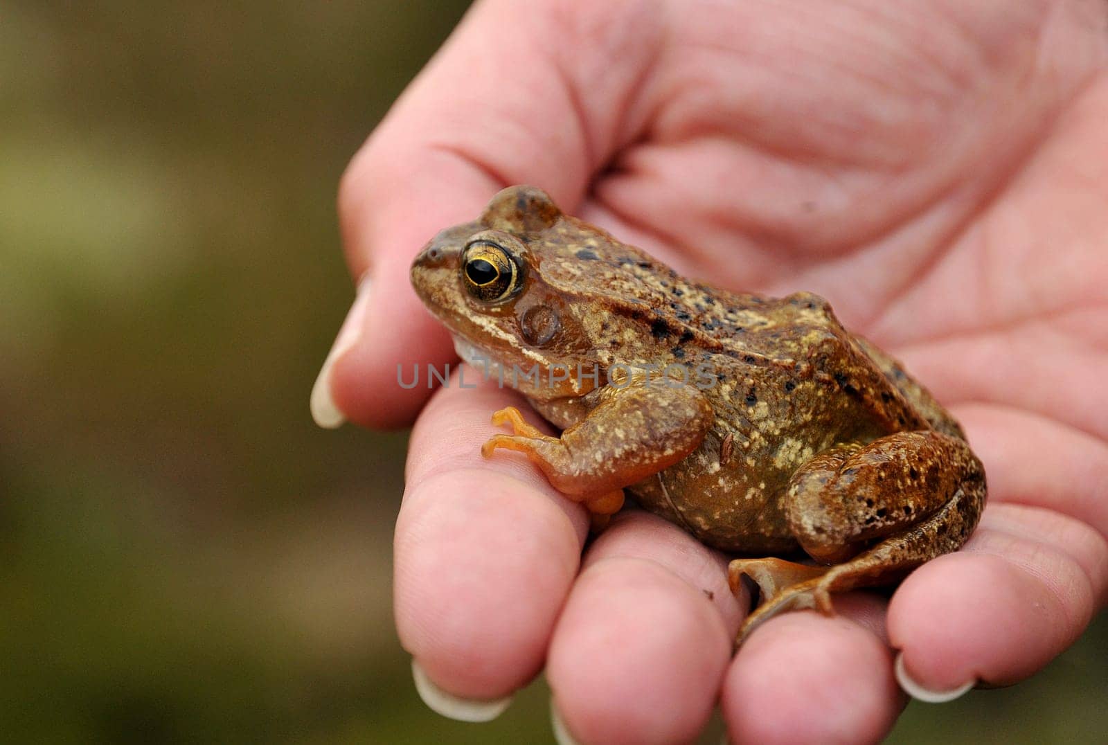 This frog hopped towards us at a stream in Norway.