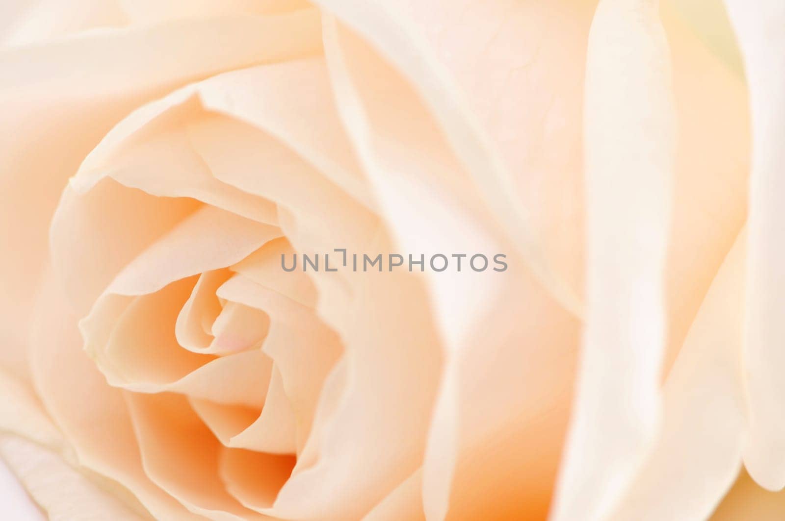 Beige rose