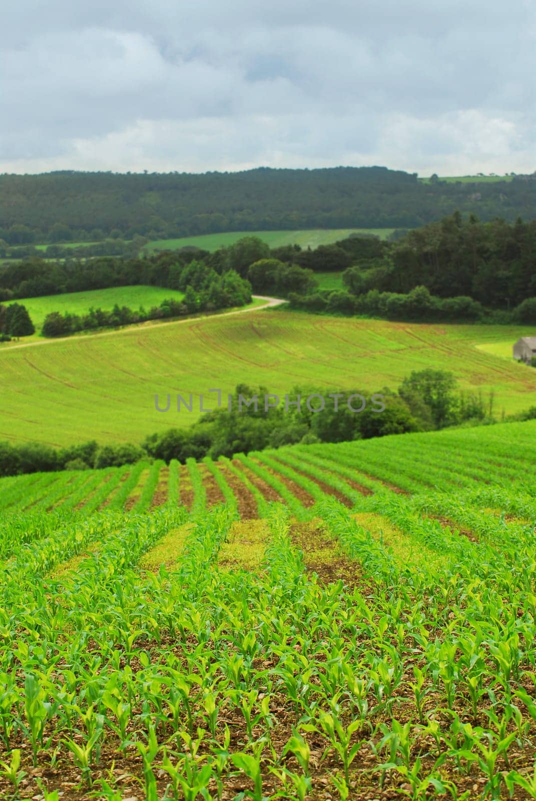 Agricultural landscape