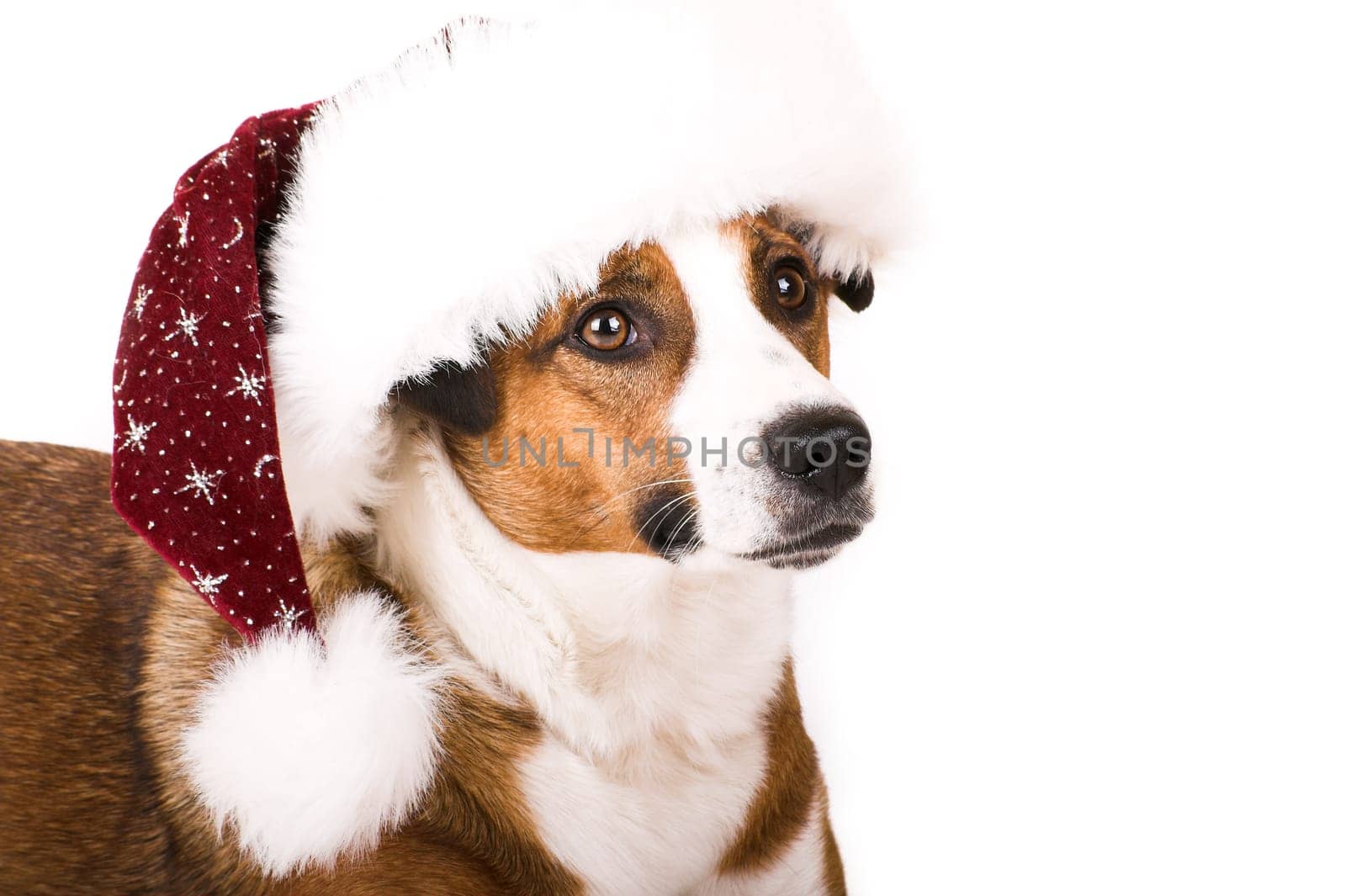 Dog with Santa hat