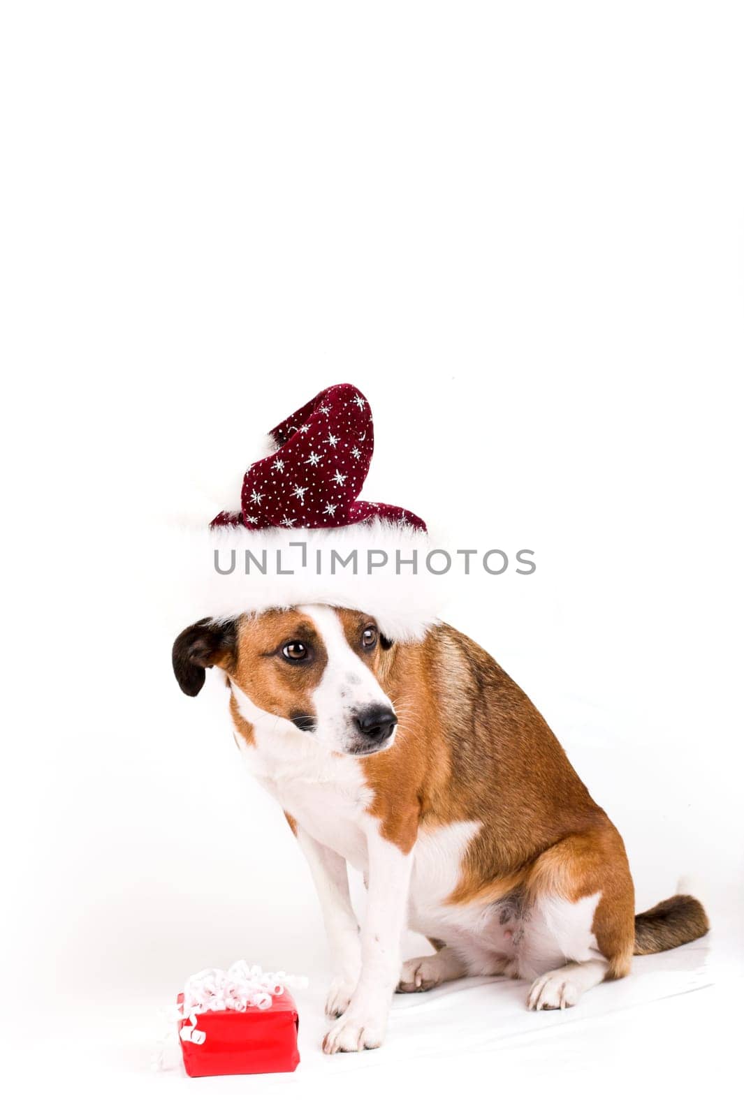 Dog with santa hat and gift