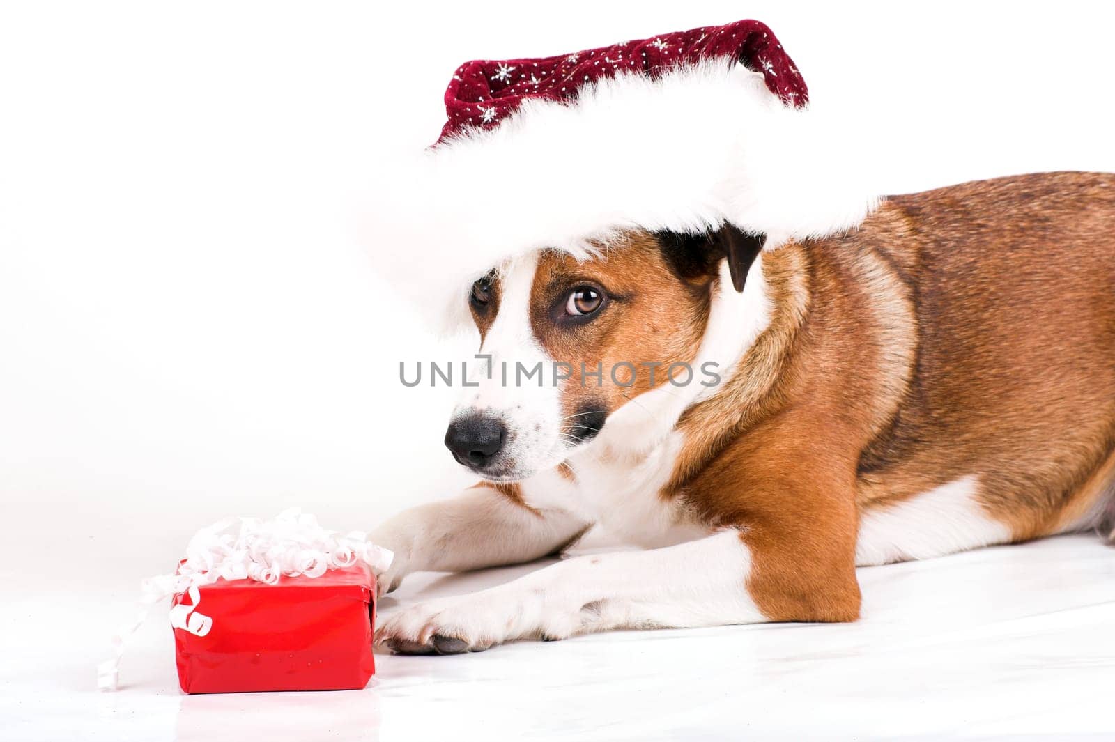 Dog with santa hat and gift